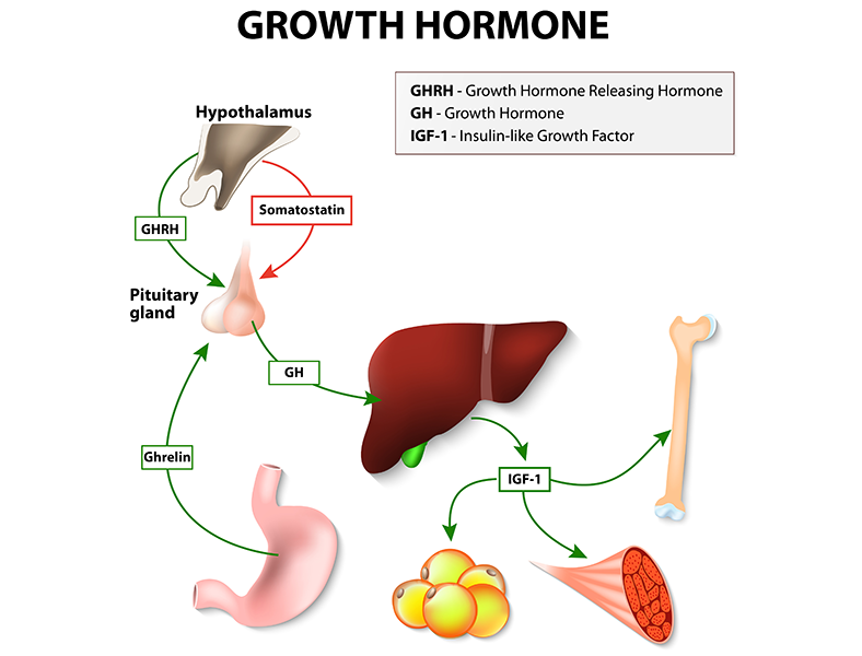 HGH Pathway Diagram