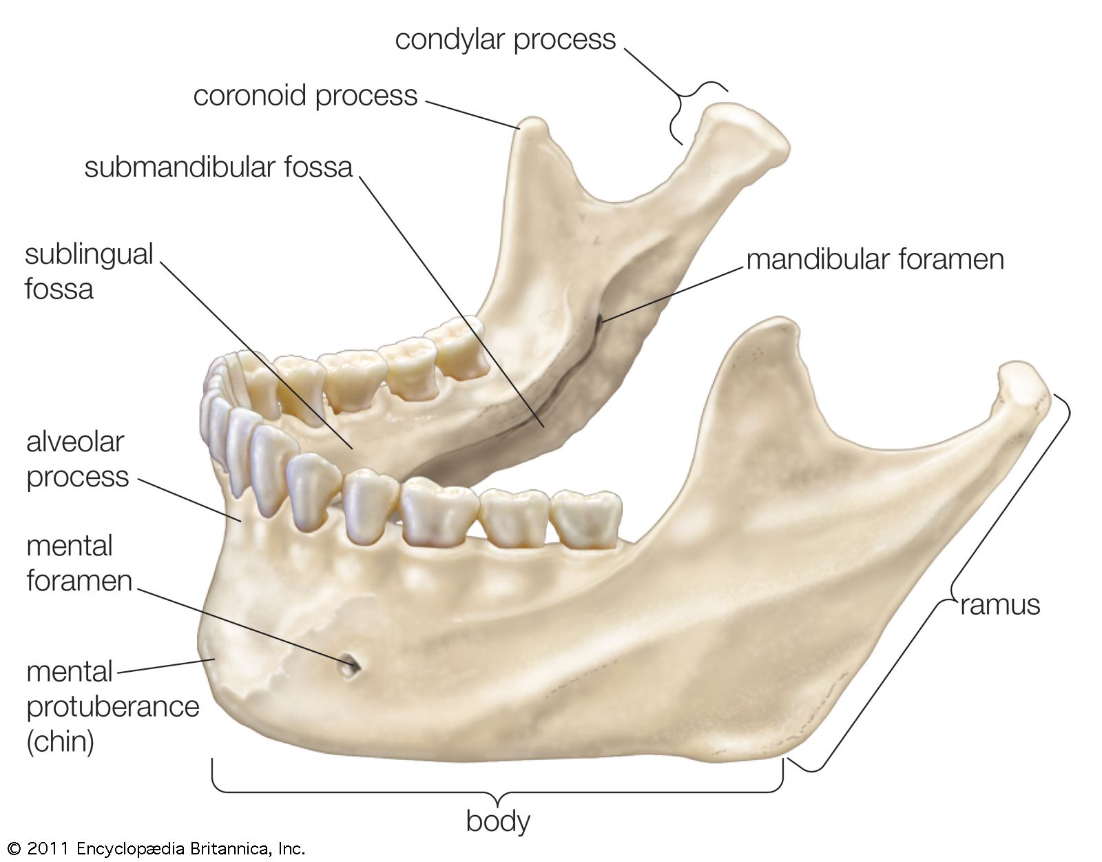 Chin Projection: The Feature That Completes the Profile